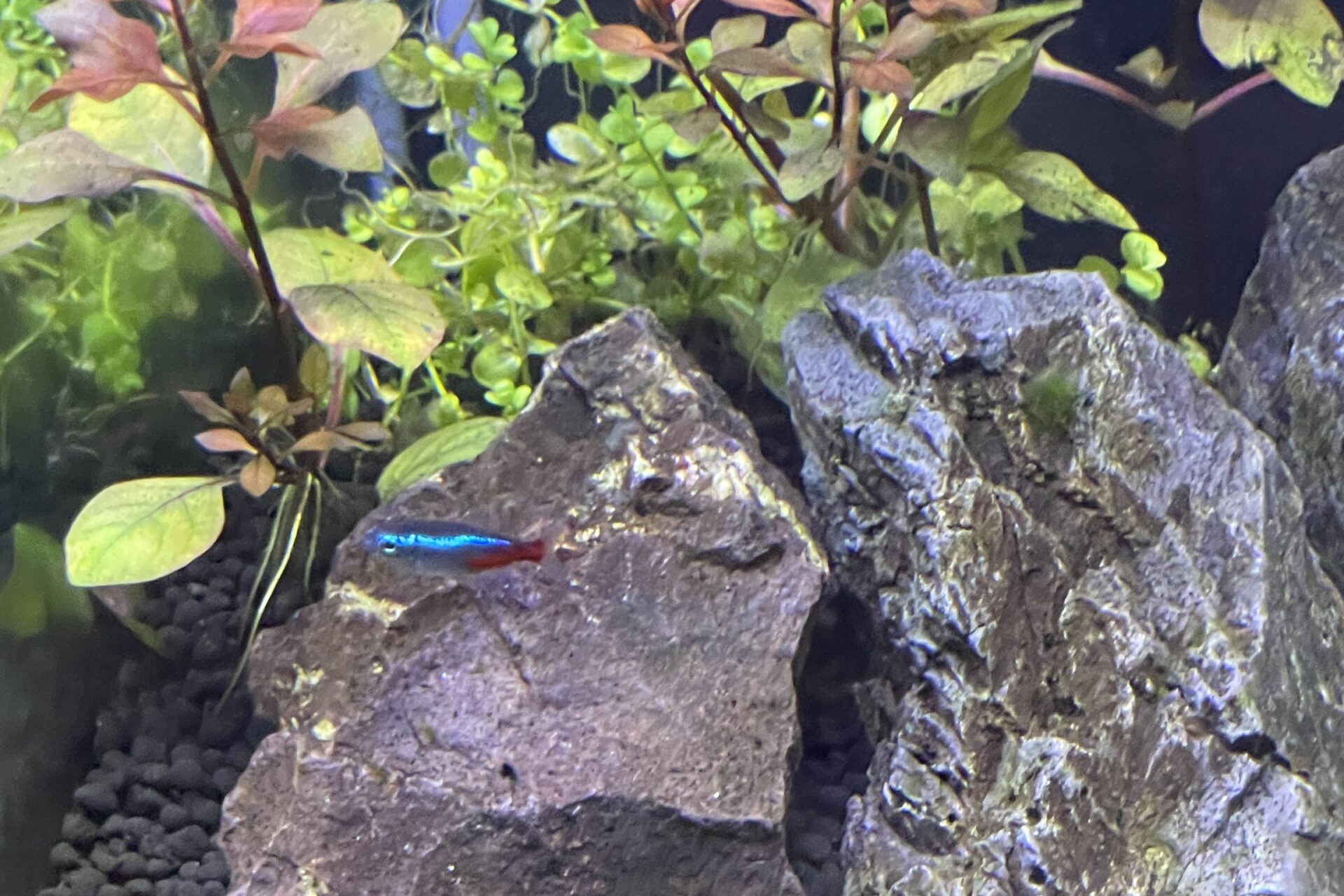 アクアリウム】0からの水槽立ち上げ！完全ど素人が熱帯魚の飼育を 